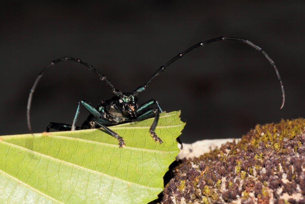 Rosalia alpina ed altro cerambicide da id.